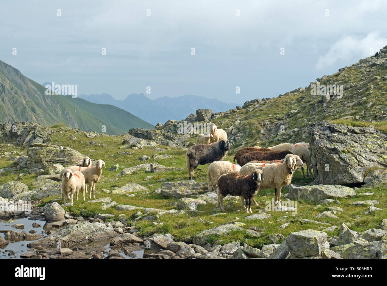 Inländische Schafe Ovis Ammon Aries Ovis Aries Herde auf der Alp Kemateralm Stockfoto