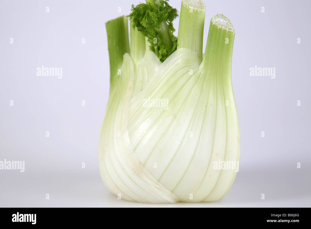 Fenchel Stockfoto