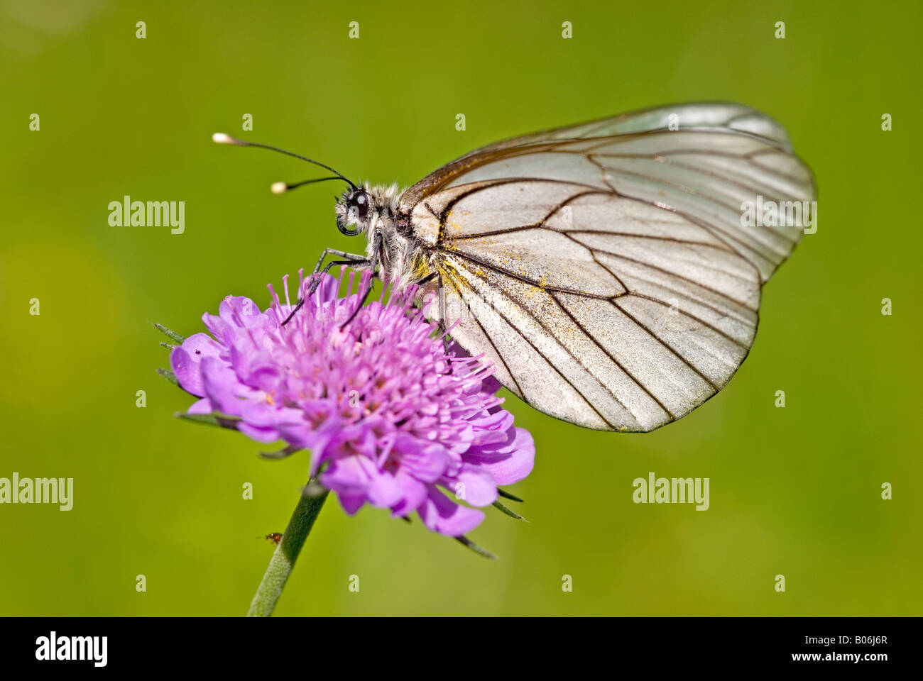 Schwarz-veined White (Aporia Crataegi) auf Witwenblume Blüte Stockfoto