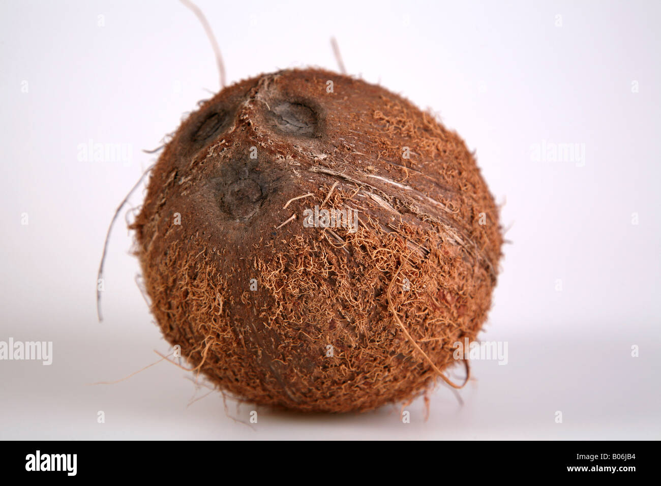 Kokosnuss Stockfoto
