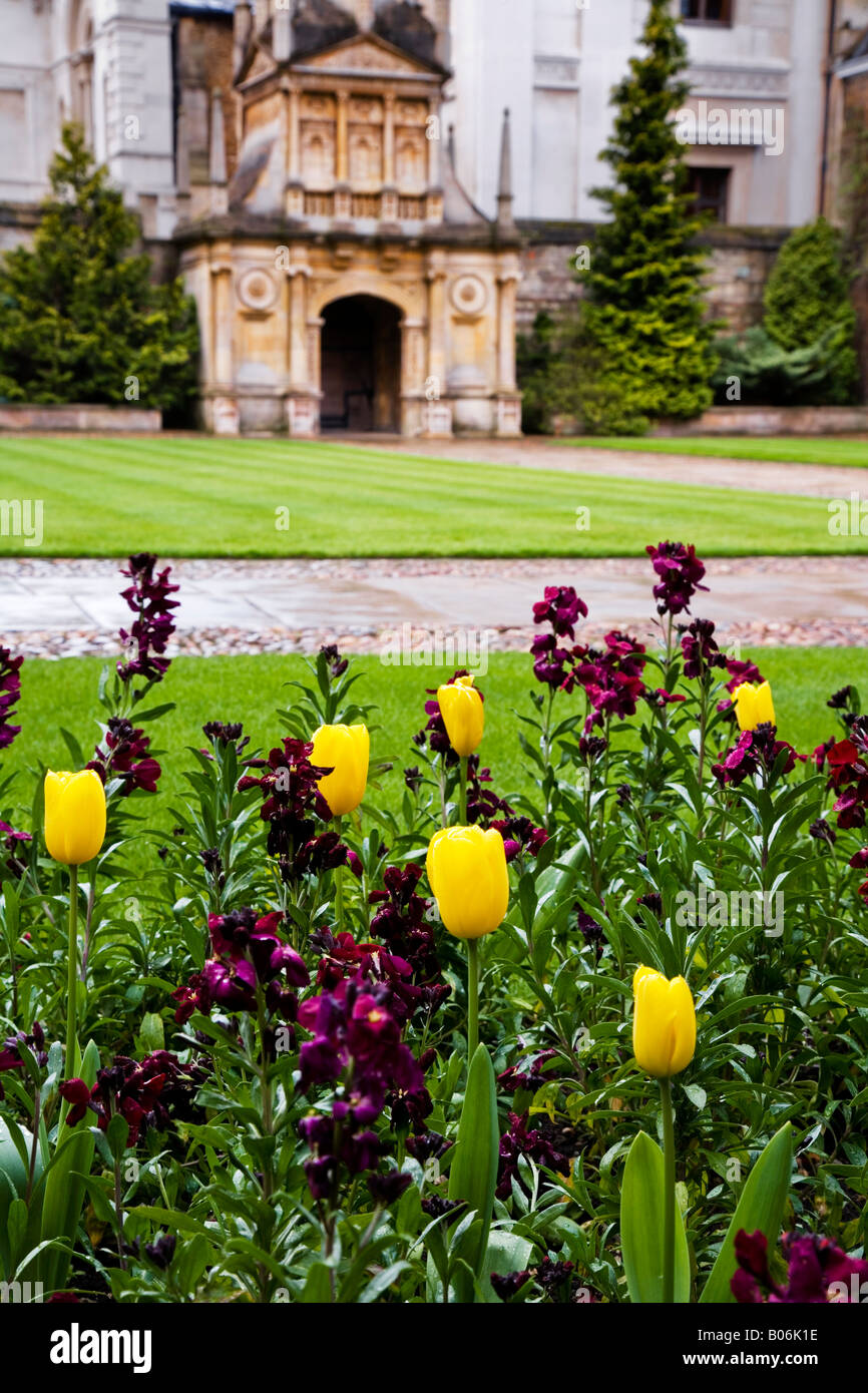 Tulpen und Mauerblümchen mit Gate of Honour im Hintergrund am Gonville & Caius College, Cambridge University, England, UK Stockfoto