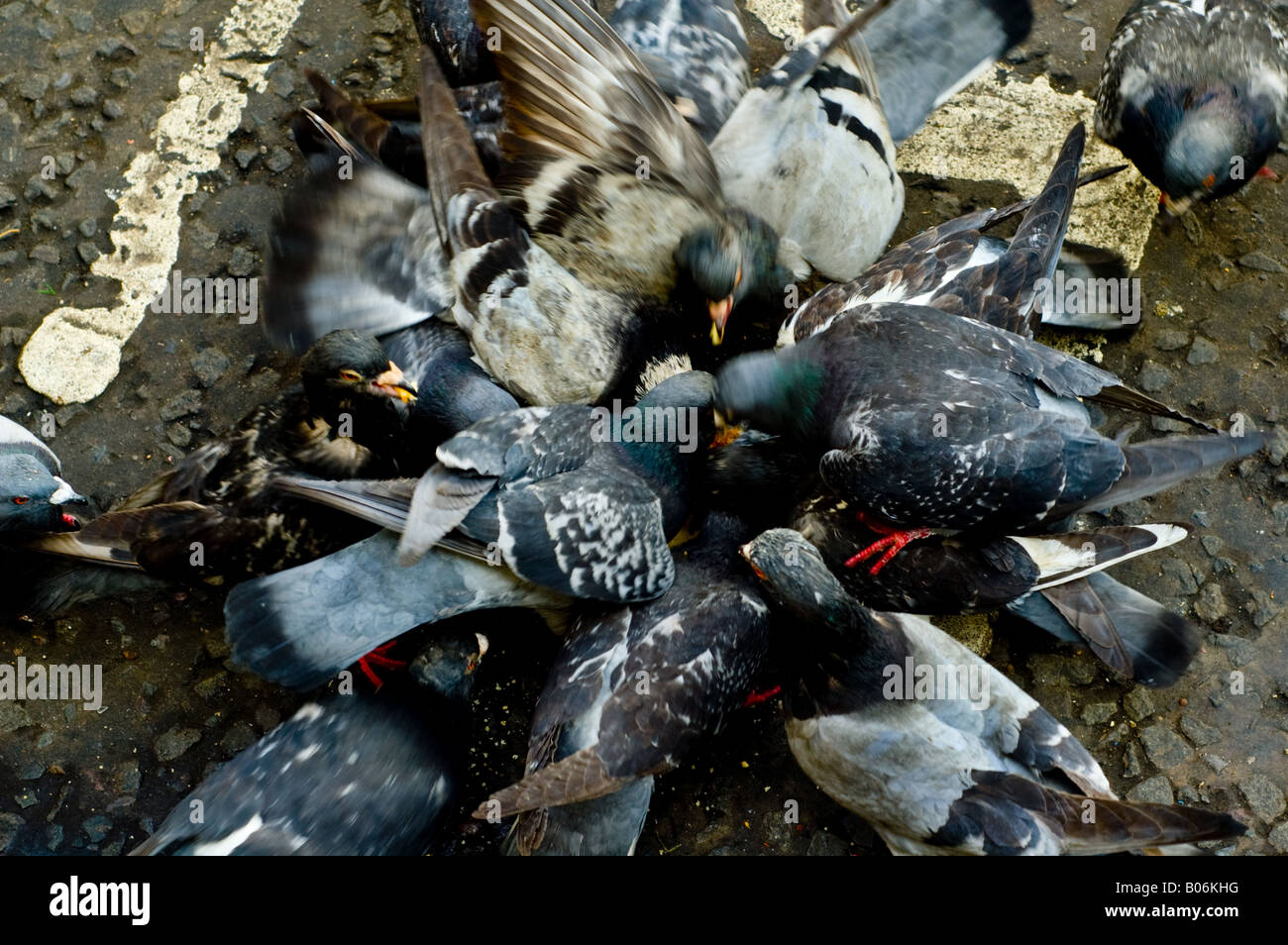 Tauben, Vögel, Federn, Chaos, Chaos, Flügel, Schnäbel, Krallen. Stockfoto