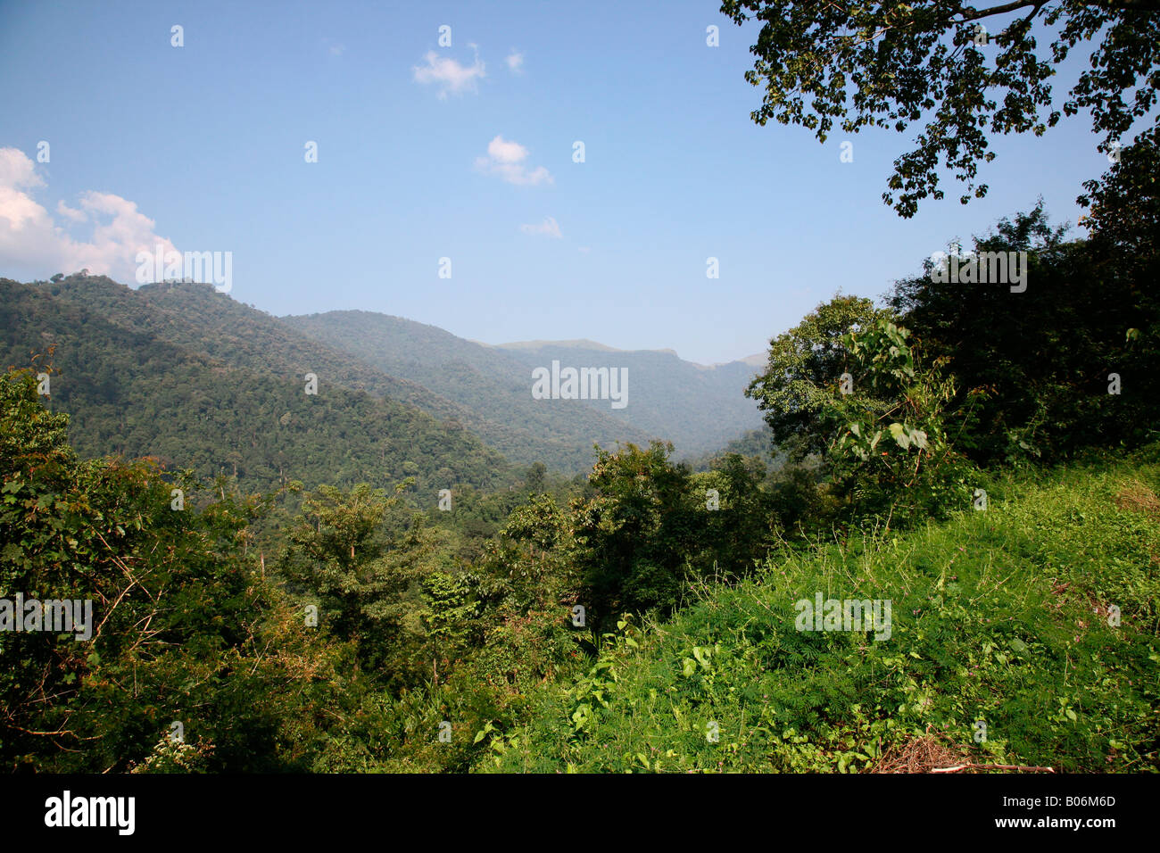 Hügel des Nilgiri, Indien Stockfoto