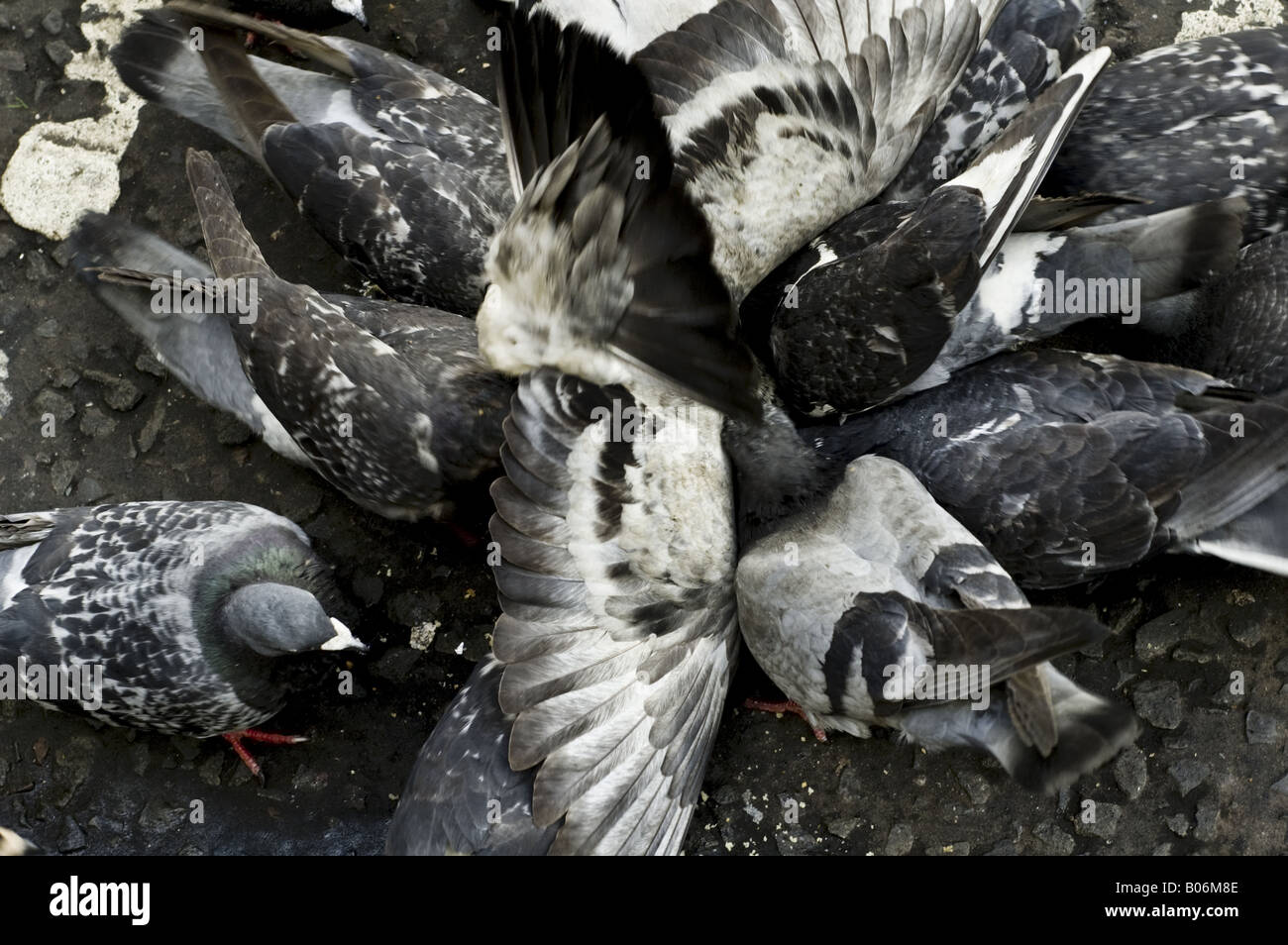 Tauben, Vögel, Federn, Chaos, Chaos, Flügel, Schnäbel, Krallen. Stockfoto