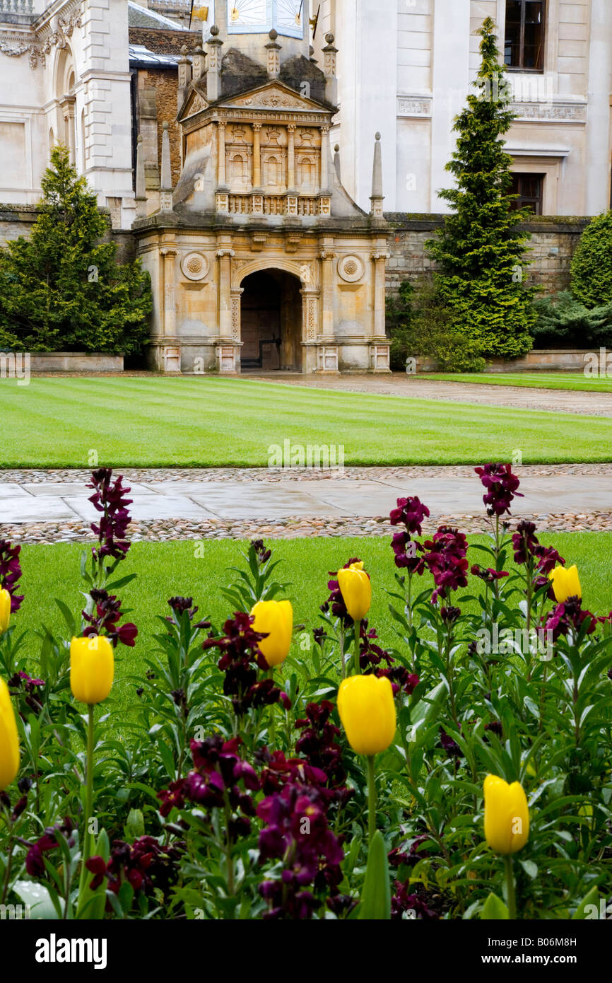 Tulpen und Mauerblümchen mit Gate of Honour im Hintergrund am Gonville & Caius College, Cambridge University, England, UK Stockfoto