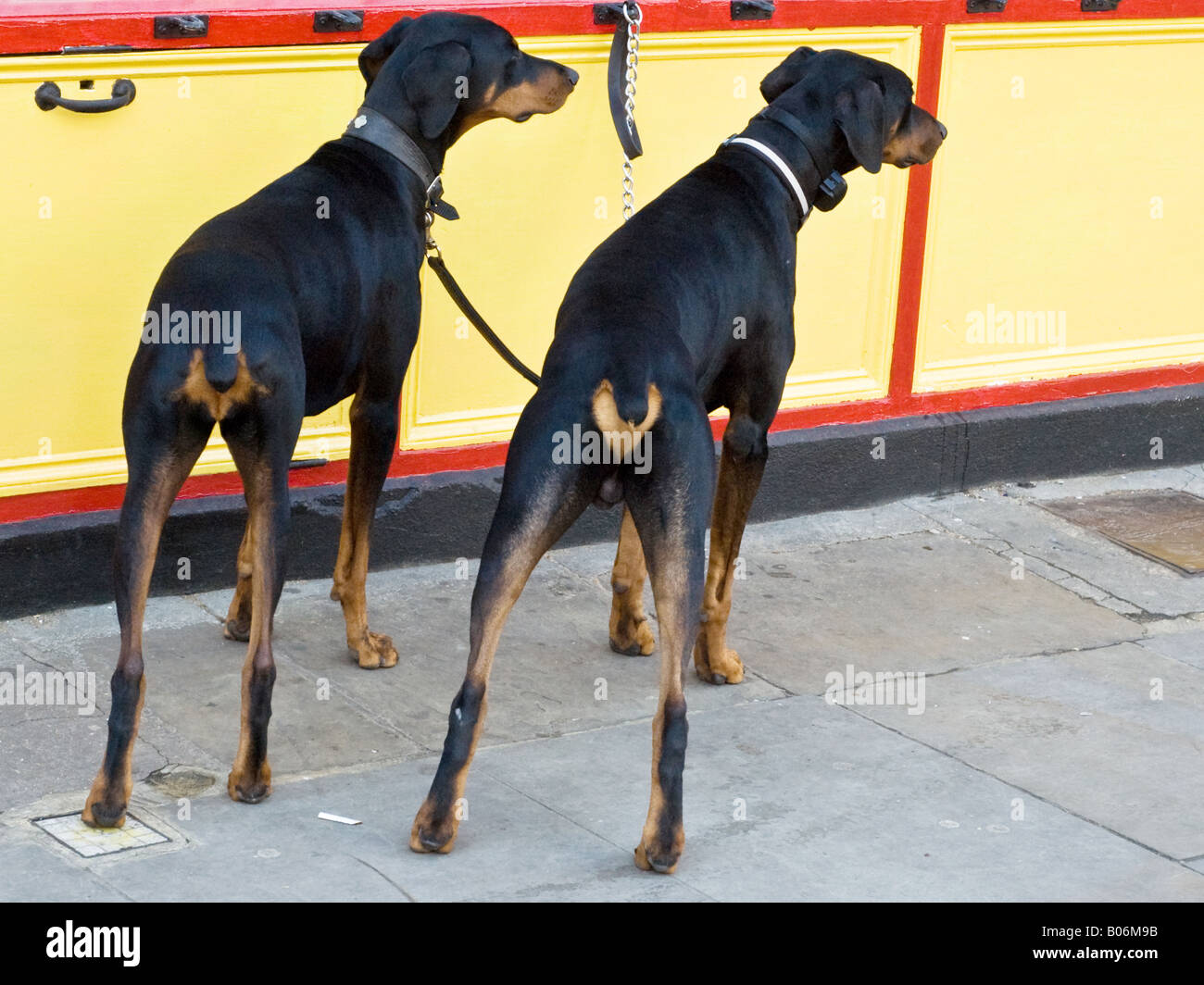 Dobermann, Dobermann Napper, Hunde, große Hunde Stockfoto