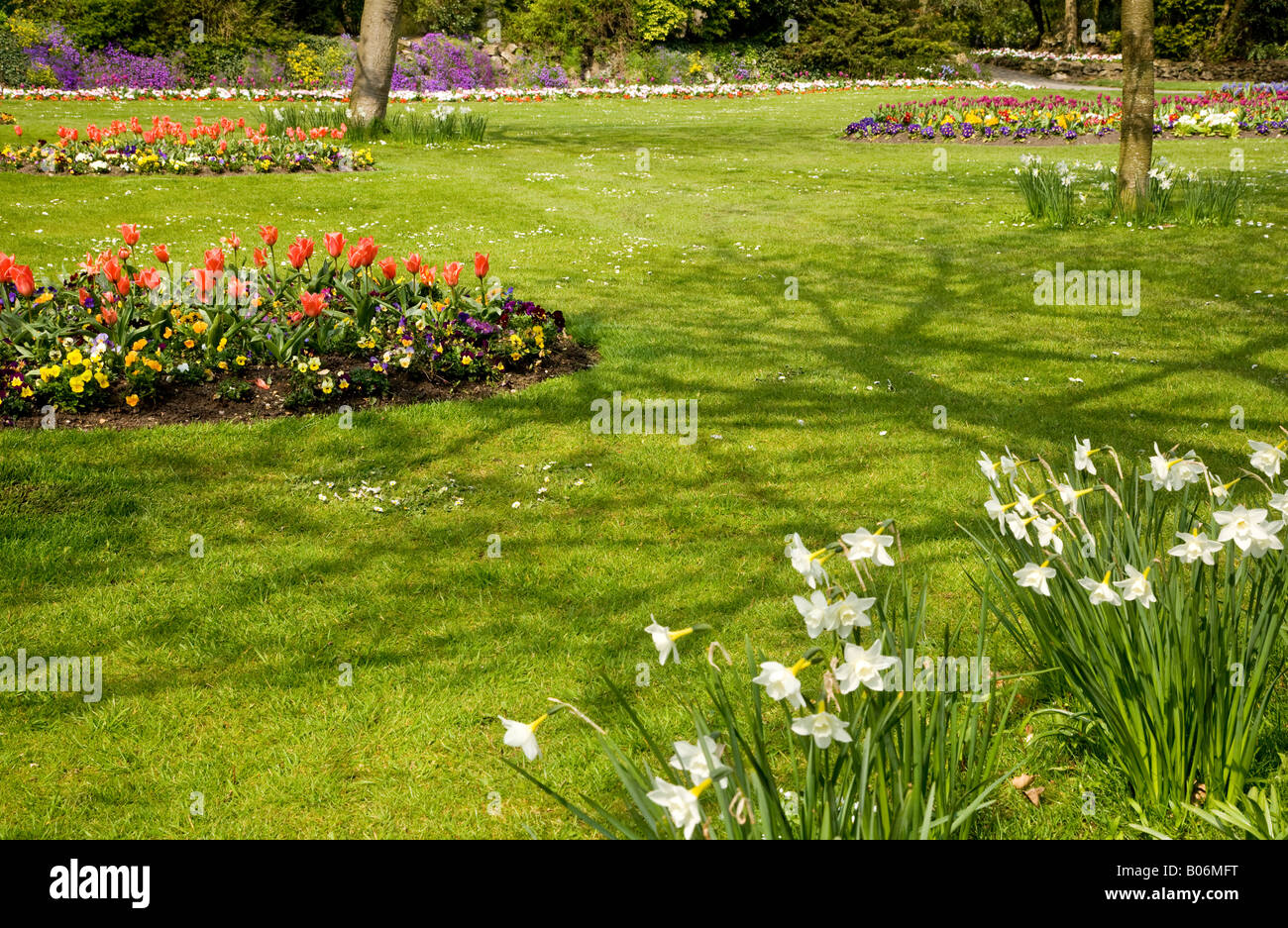 Weiße Feder Narzissen und rote Tulpen am städtischen Gärten, Swindon, Wiltshire, England, UK Stockfoto