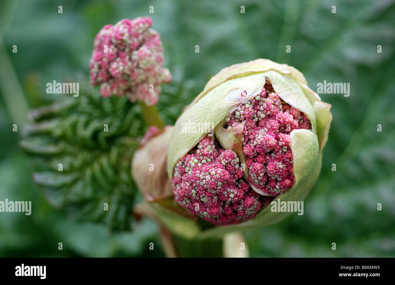 Rhabarber-Blütenknospen Stockfoto