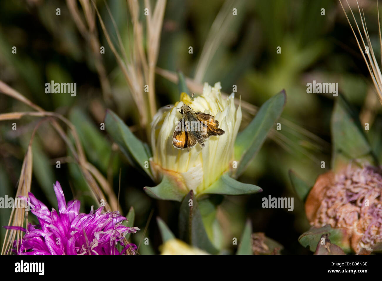 Eine Motte kriecht auf eine Wildblume in Kalifornien Delta in Sacramento County, Kalifornien auf Freitag, 25. April 2008. Stockfoto