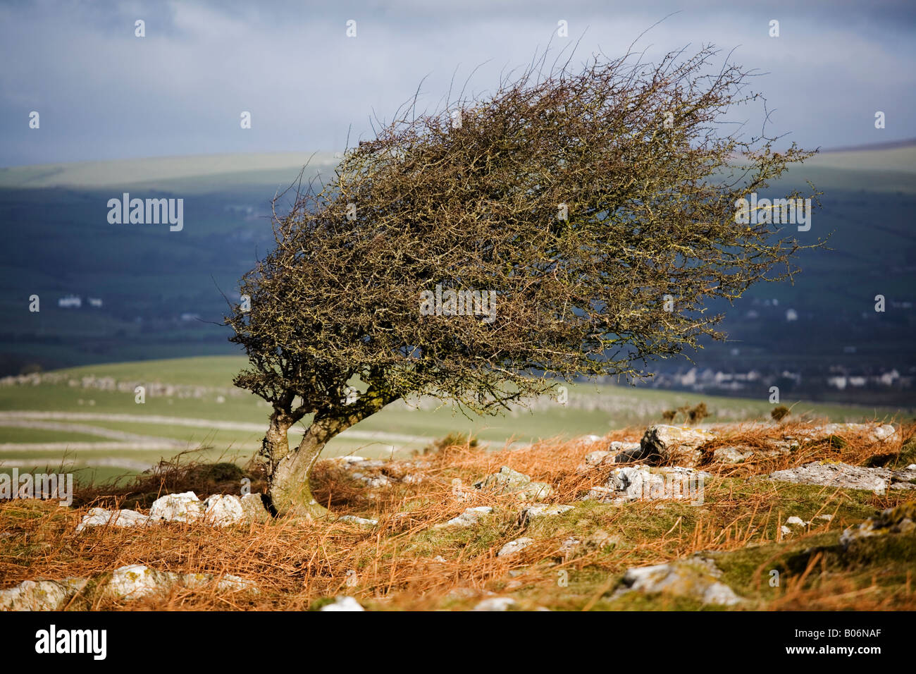 Wind geformt Weißdorn Baum auf Birkrigg in der Nähe von Ulverston in Cumbria Stockfoto