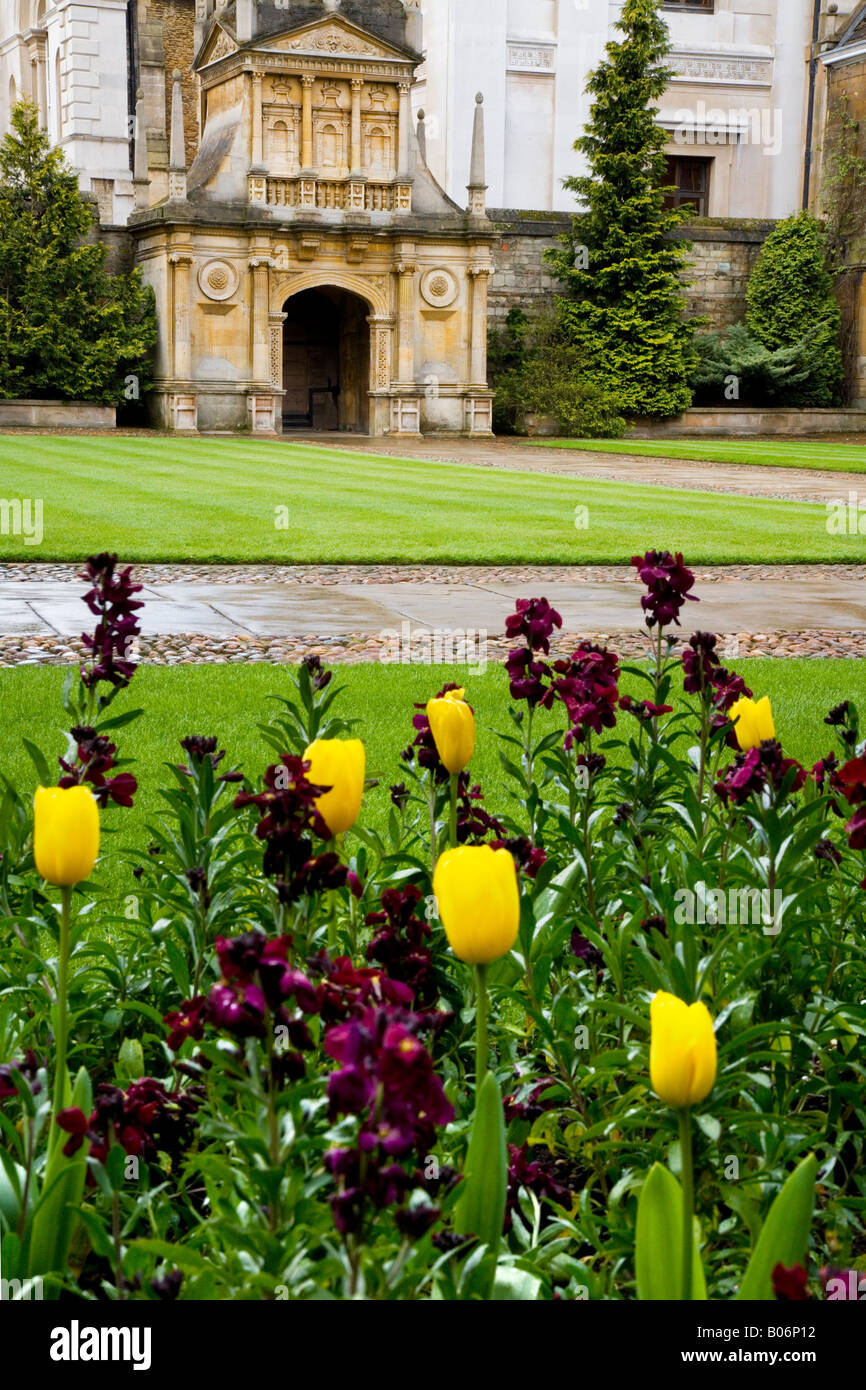 Tulpen und Mauerblümchen mit Gate of Honour im Hintergrund am Gonville & Caius College, Cambridge University, England, UK Stockfoto