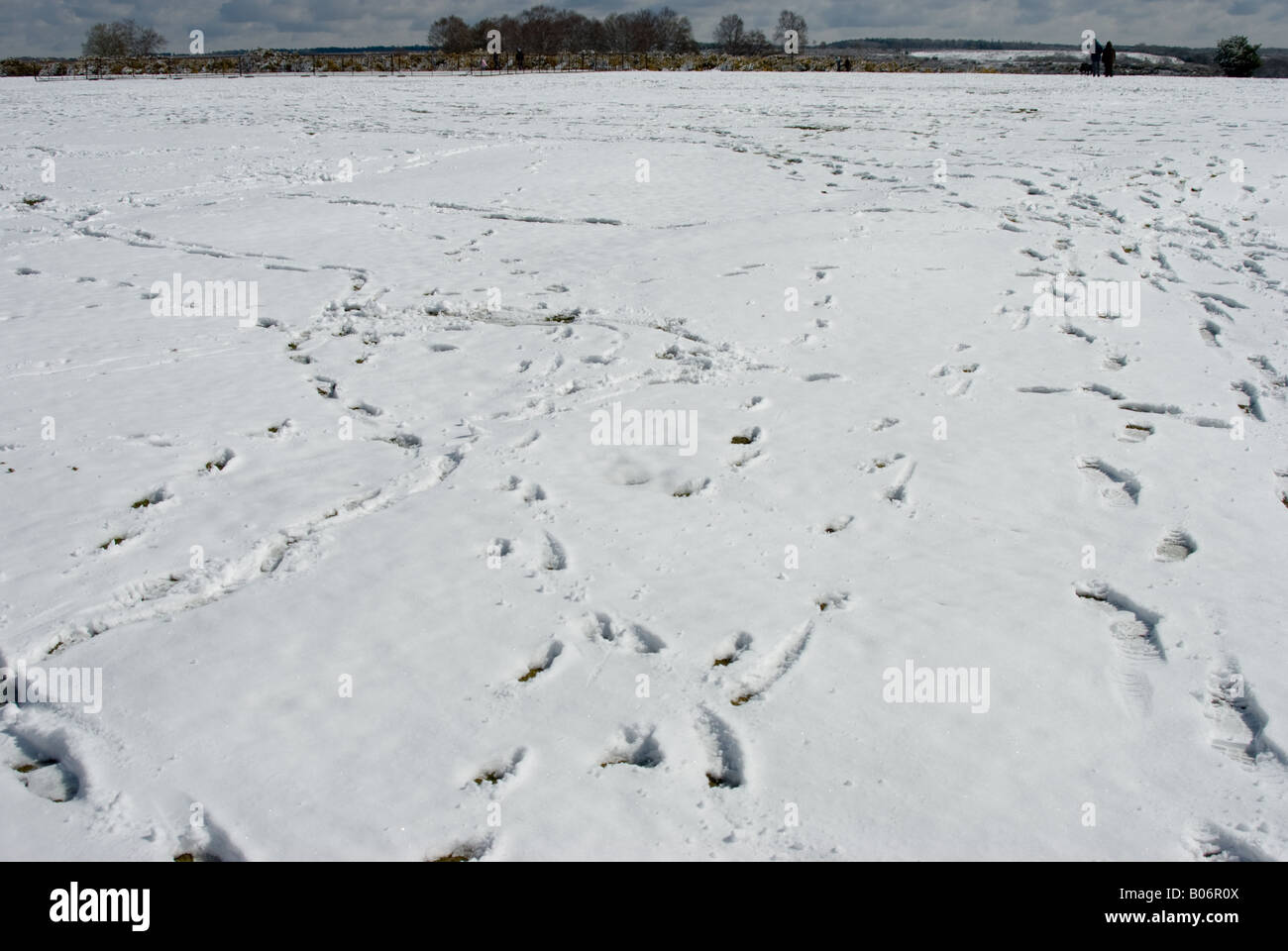 Fußspuren im Schnee an Götter Hill, New Forrest, Hampshire, England Stockfoto