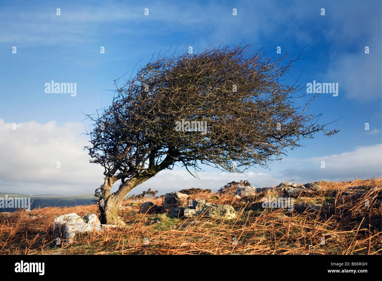 Wind geformt Weißdorn Baum auf Birkrigg in der Nähe von Ulverston in Cumbria Stockfoto