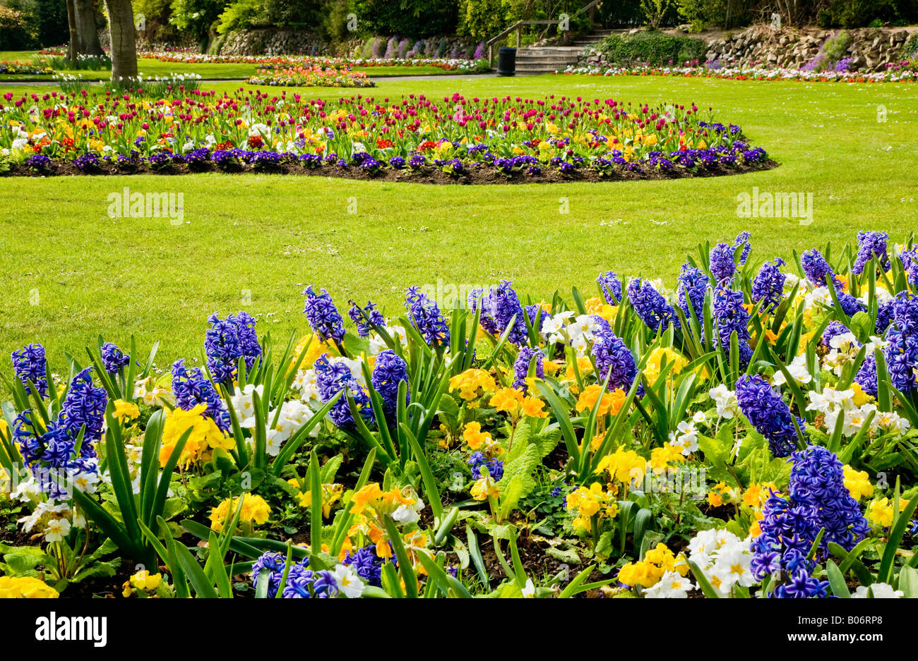 Blaue Hyazinthen und gelbe Primeln im Park, am städtischen Gärten, Swindon, Wiltshire, England, UK Stockfoto