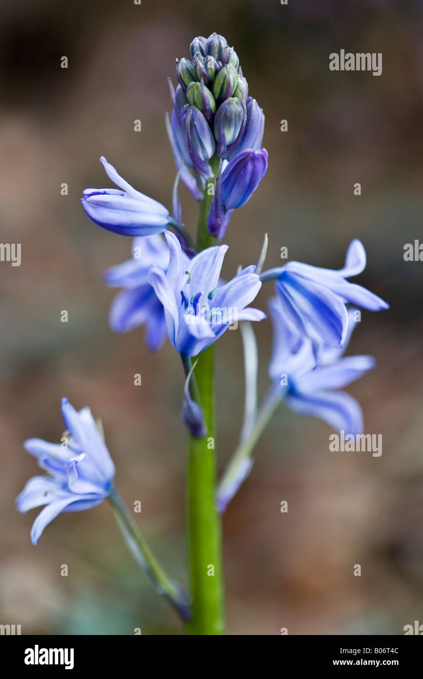 Englische Bluebell, Hyacinthoides non-scripta Stockfoto