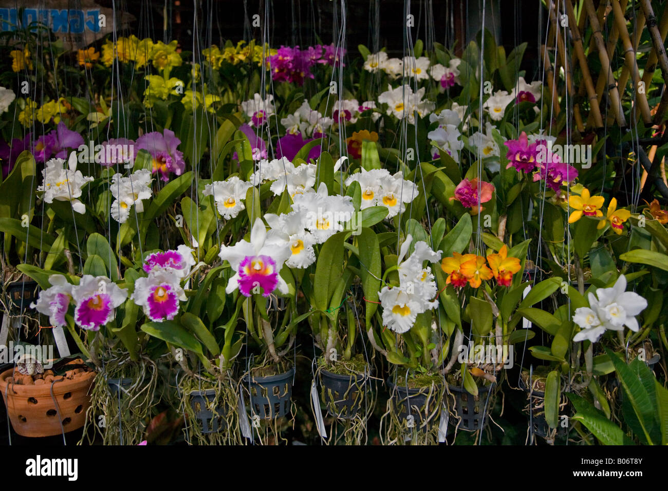 Orchideen blühen im FLOWER MARKET BANGKOK THAILAND Stockfoto