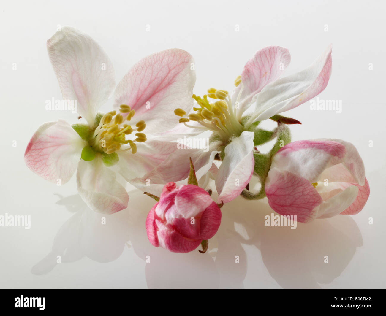 Apple Blossom gegen einen weißen Hintergrund für Ausschneiden Stockfoto