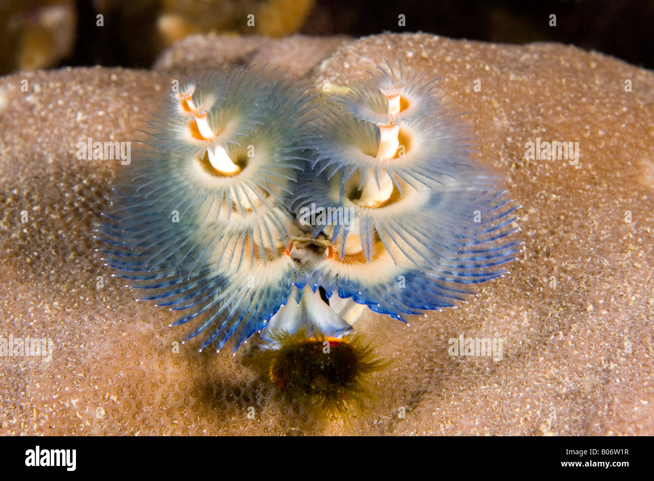 Weihnachtsbaum Wurm, Spirobranchus Giganteus unter Wasser lebenden Korallen. Blau und Orange. Stockfoto