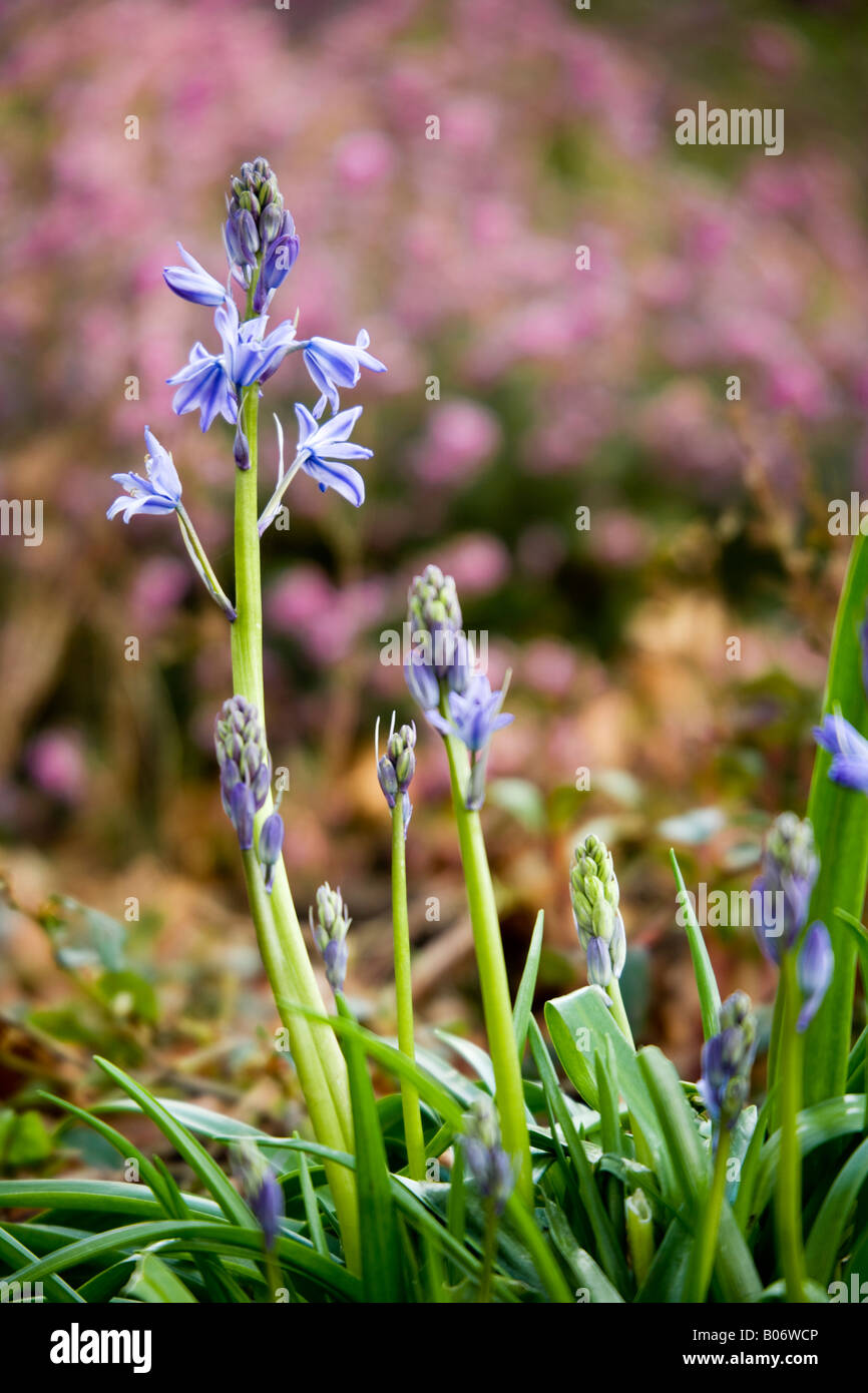 Englische Bluebell, Hyacinthoides non-scripta Stockfoto