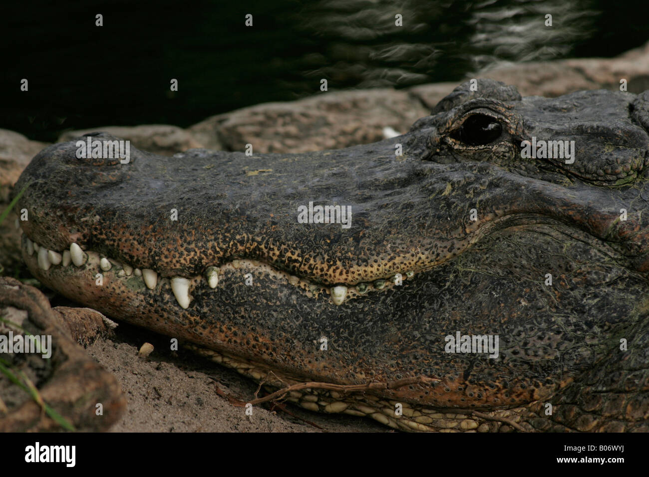 Alligator Zähne Stockfoto
