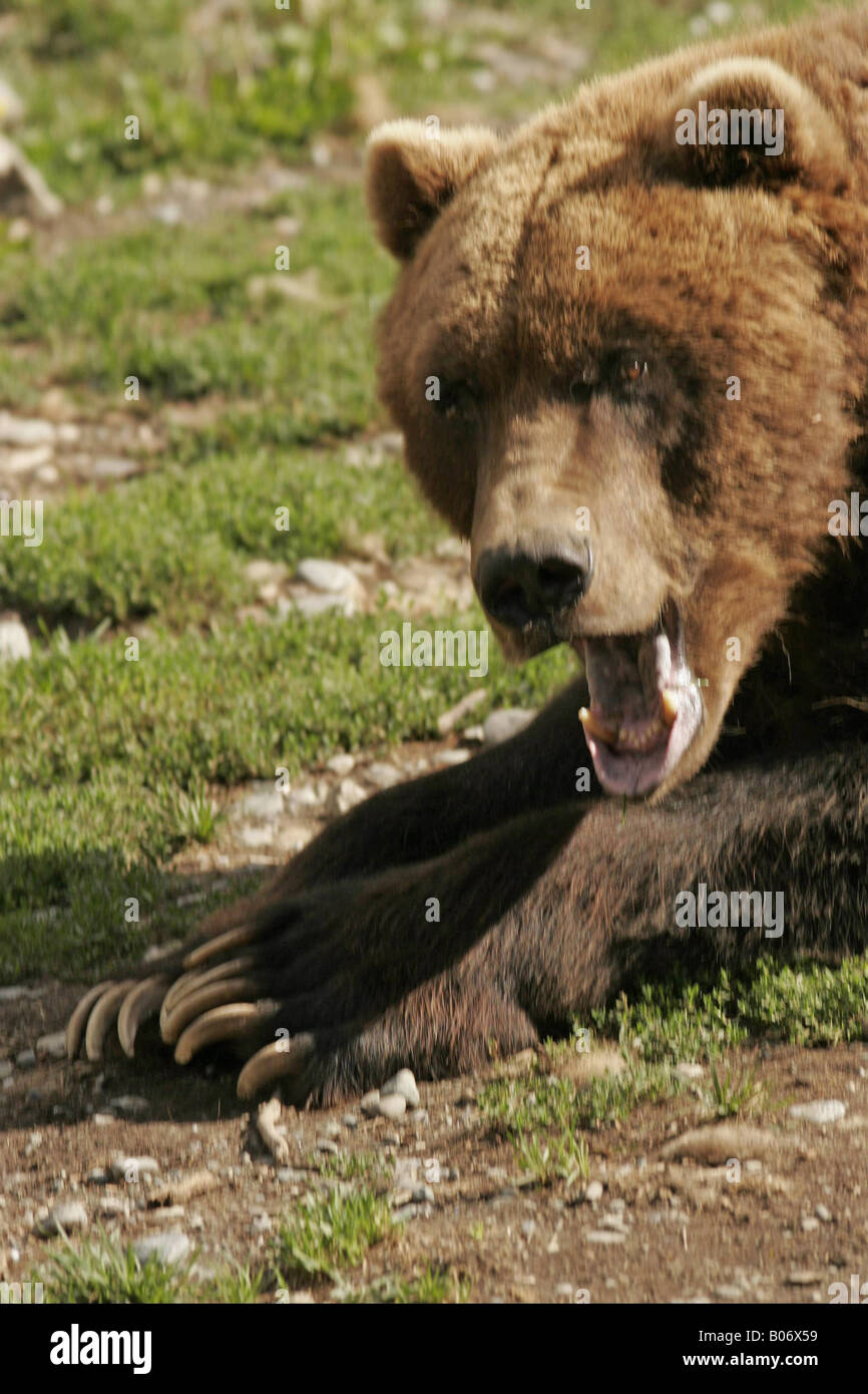 Braunbär Knurren Stockfoto