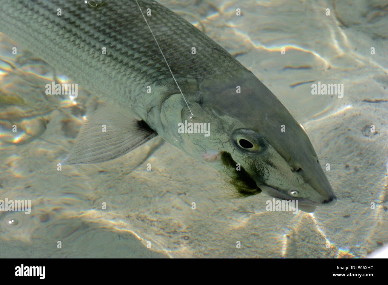 Bonefish closeup Stockfoto