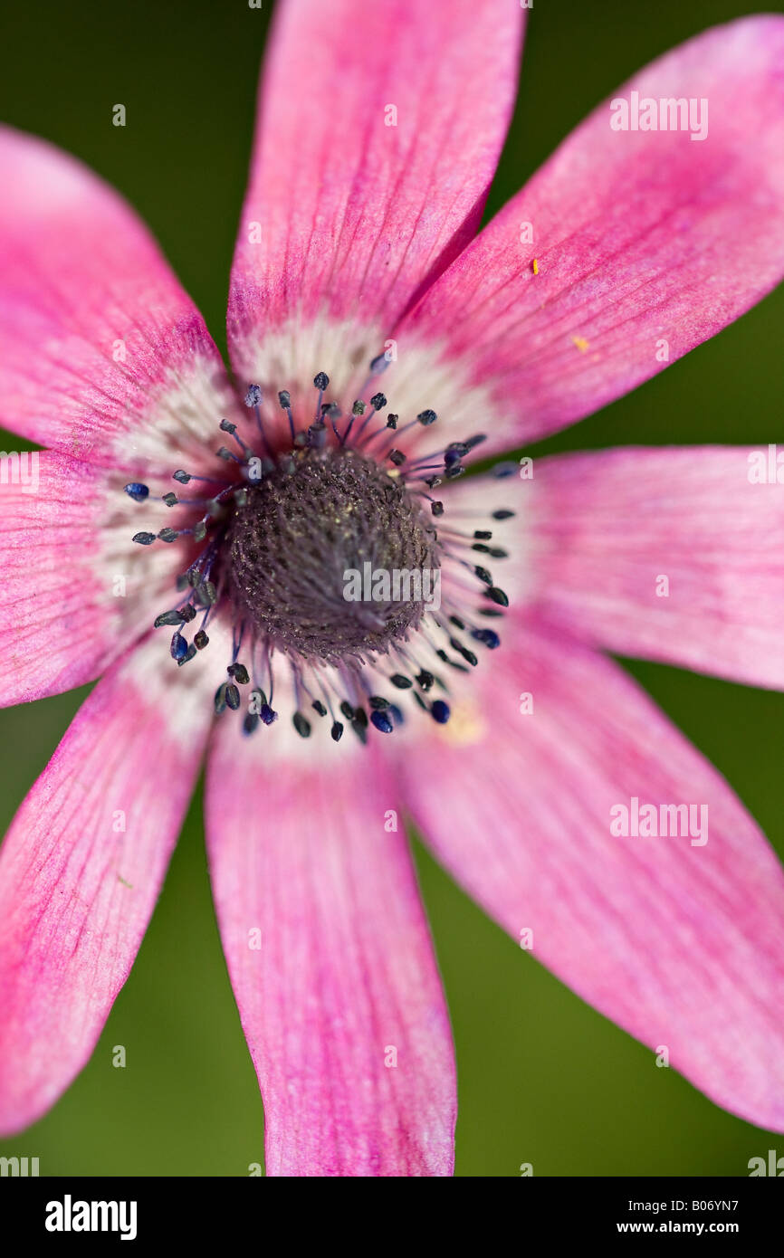 England, UK. Eine Detailansicht eines wilden rosa Anemone Blüte im Frühjahr (Anemone officinalis) Stockfoto