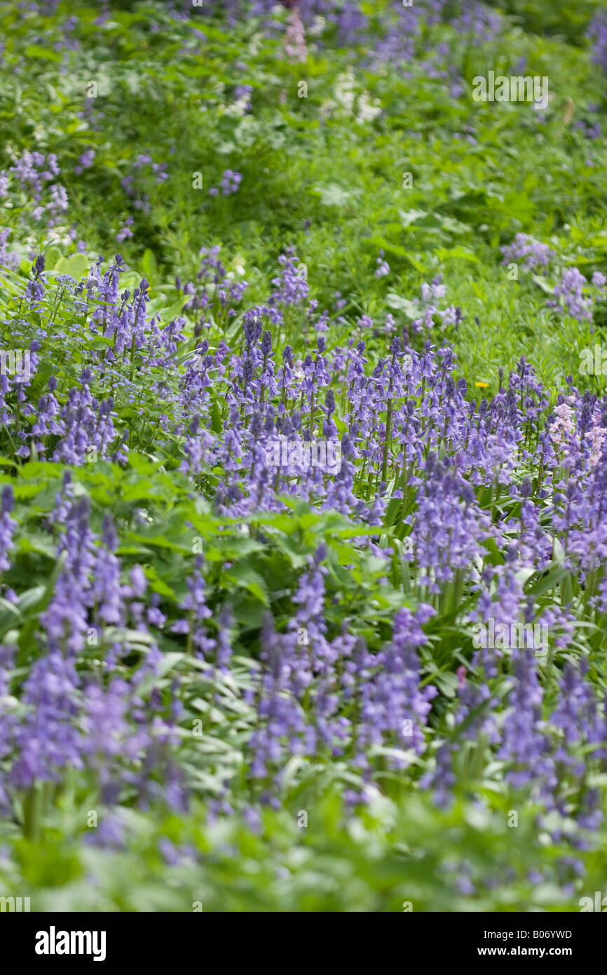 Englische Bluebells (Hyacinthoides non scripta) blühen im Garten im Frühling Stockfoto