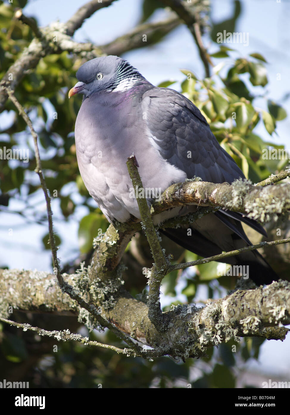 Woodpigeon, Columba Palumbus. Großbritanniens größte und häufigste Taube. Finden Sie in ganz Großbritannien in Feldern und Wäldern. Stockfoto