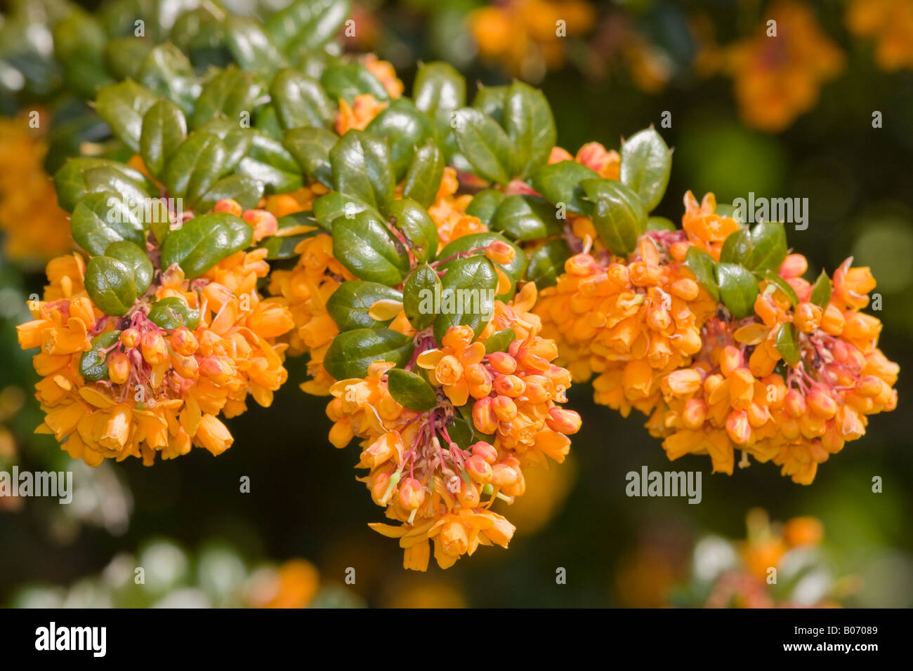 Nahaufnahme der leuchtend goldgelben Blumen des im April blühen Strauchs der Barbeere (Berberis jamesiana) Stockfoto