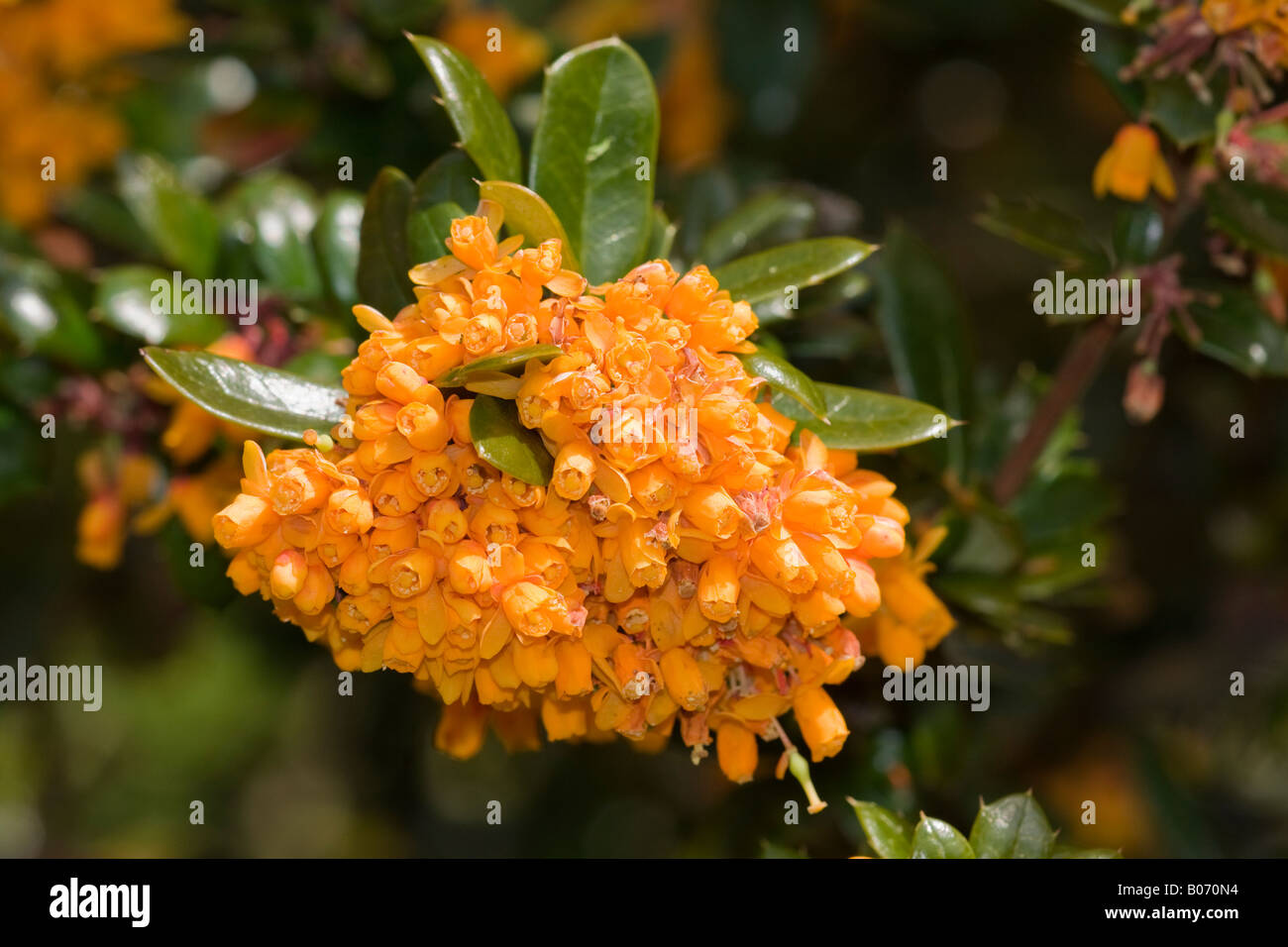 Nahaufnahme der leuchtend goldgelben Blumen des im April blühen Strauchs der Barbeere (Berberis jamesiana) Stockfoto