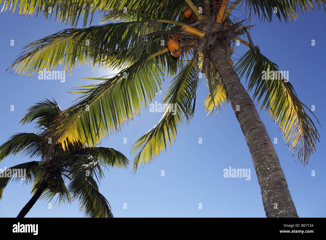 Palme mit blauen Himmel im Hintergrund Stockfoto