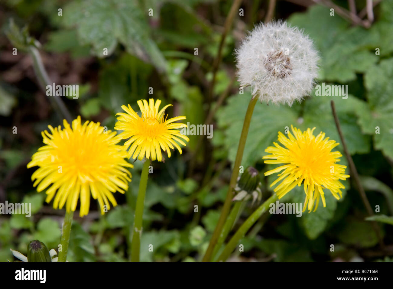 Löwenzahn-Pflanze Stockfoto