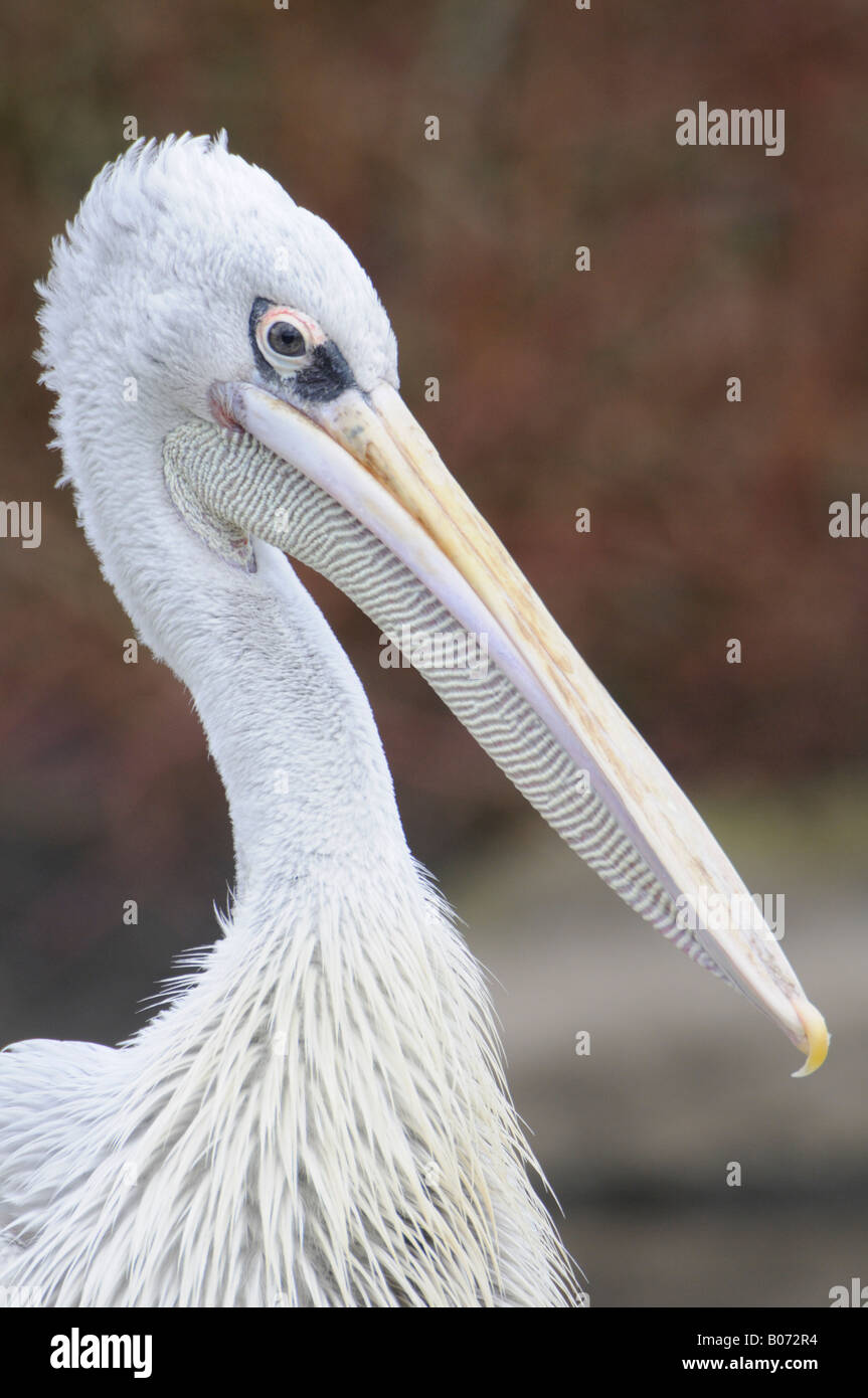 Amerikanischer weißer Pelikan Stockfoto