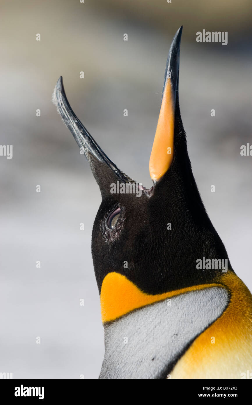 Profil des Leiters der Königspinguin (Aptenodytes Patagonien) Volunteer Point, Falkland-Inseln, Süd-Atlantik Stockfoto