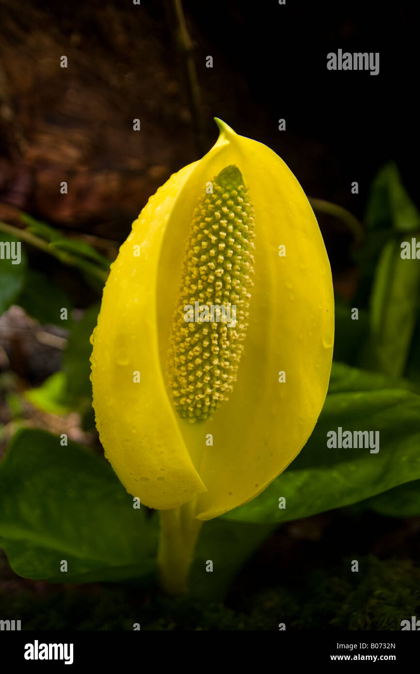 Eine blühende Western Skunk Cabbage plant (Lysichiton americanus) im Wald entlang der Küste in Olympic National Park, Washington. Stockfoto