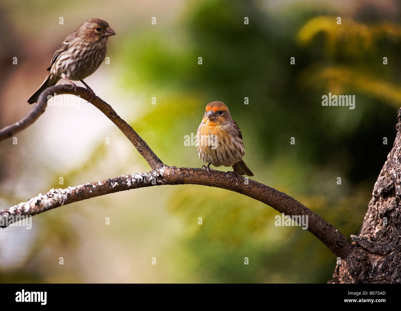 Haus Fink... Carpodacus mexicanus Stockfoto