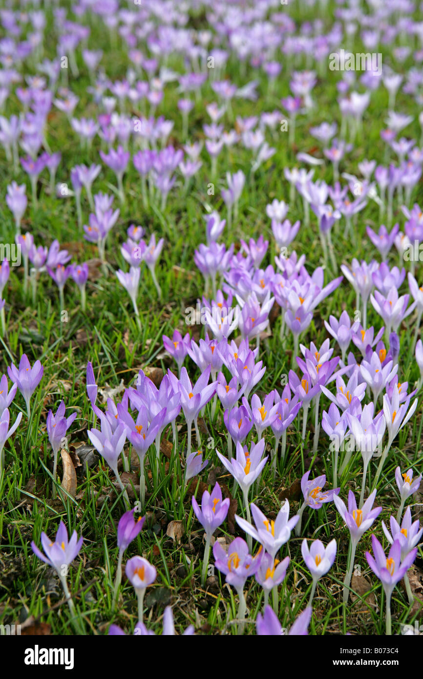 Bluehende Krokusse Im Fruehling, blühende Krokus-Wiese im Frühjahr - niederländische Crocusses (Crocus Vernus) Stockfoto