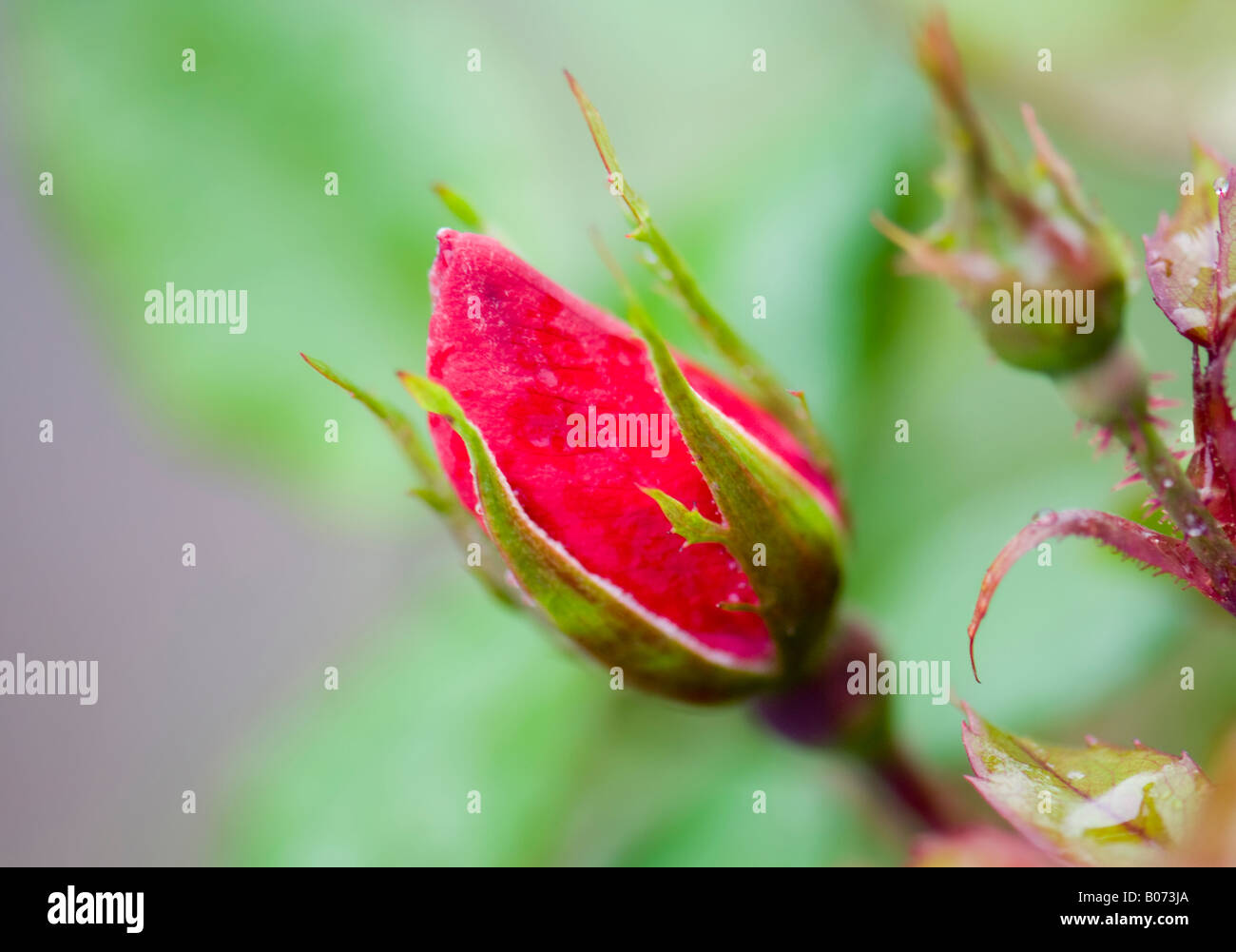 Ein Angebot rosebud Der Knockout Rosenstrauch. Oklahoma, USA. Stockfoto