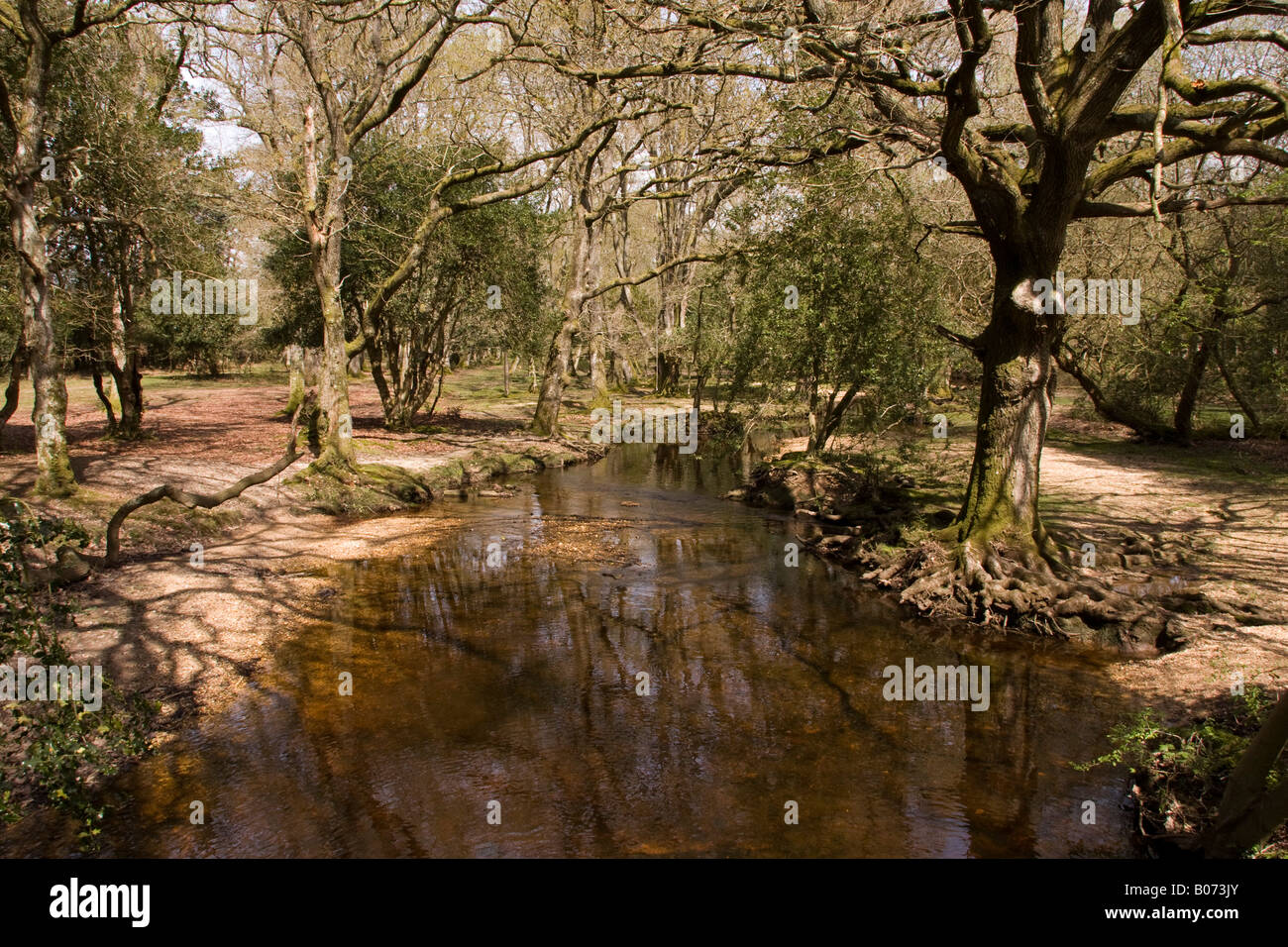 Fluss an der Ober Ecke, in der Nähe von Brockenhurst New Forest Stockfoto