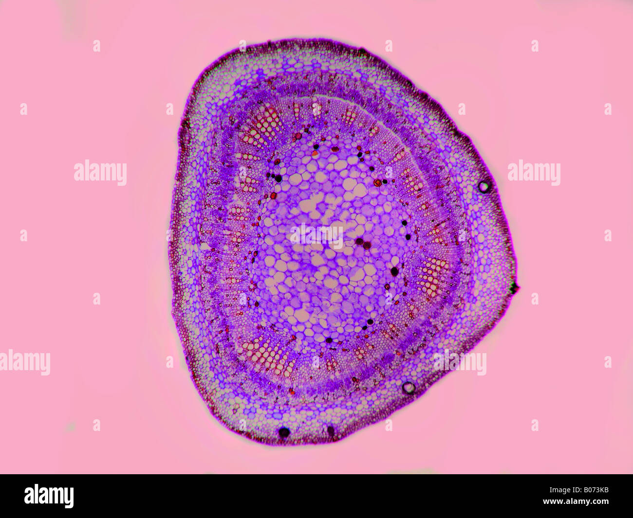 Eine Baumwolle Leafstem Gossypium sp Stockfoto