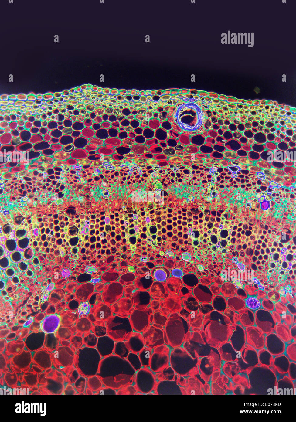 Mikroskopische HP Baumwolle Stamm Gossypium sp Stockfoto