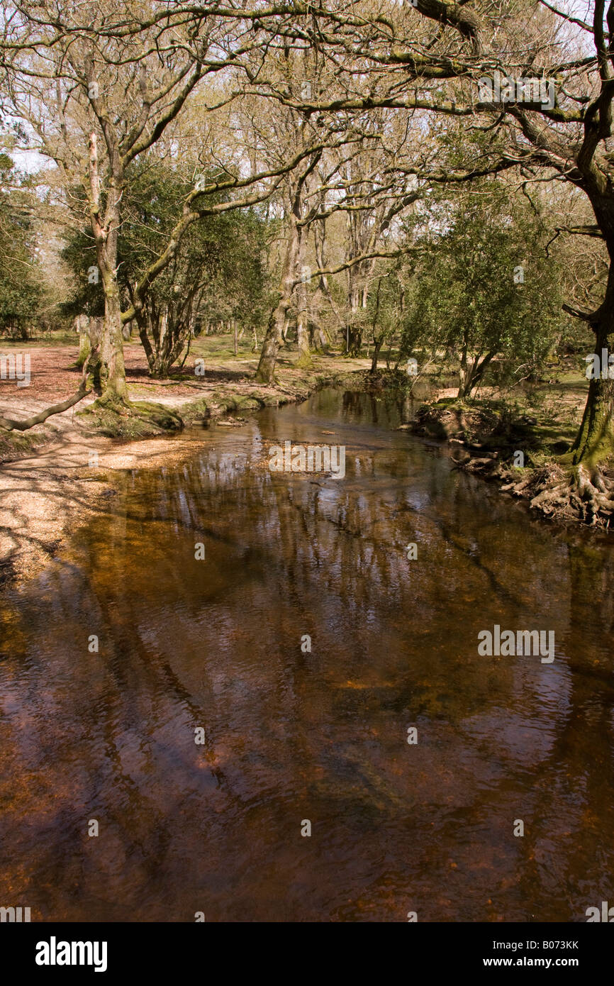 Fluss an der Ober Ecke, in der Nähe von Brockenhurst New Forest Stockfoto