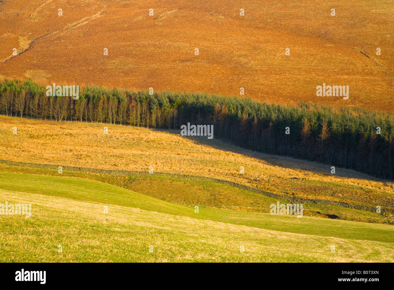 Scotland Scottish Grenzen ankertes Tal Wald Plantage eingeklemmt zwischen Mauren und für Zwecke der Landwirtschaft genutzten Flächen Stockfoto