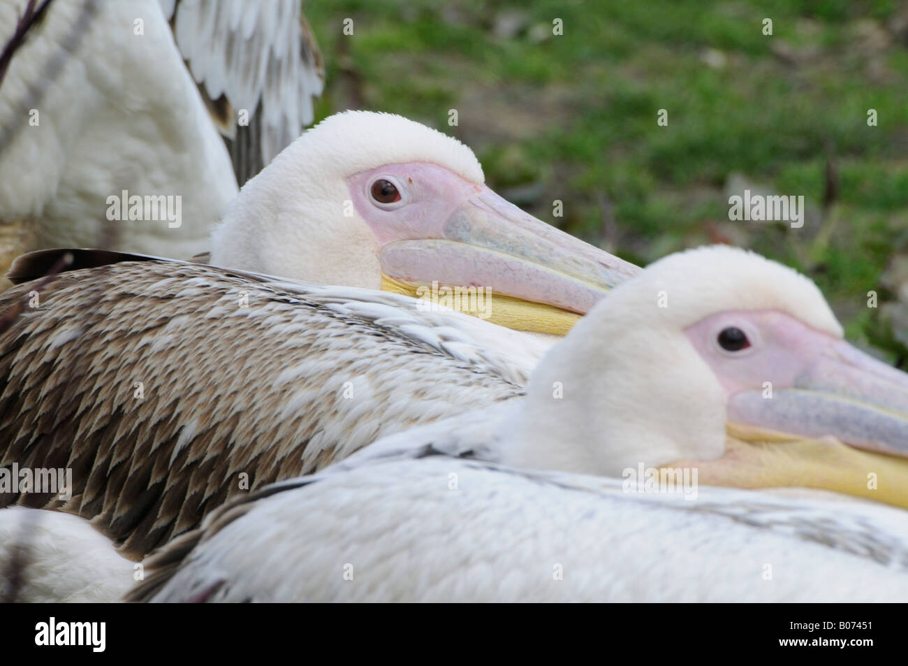 Amerikanischer weißer Pelikan Stockfoto