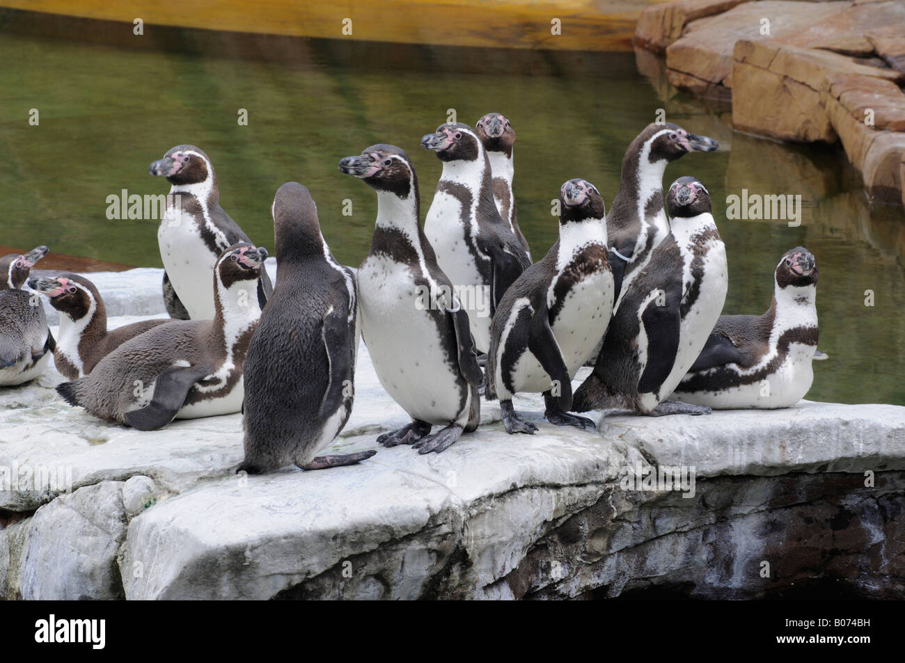 Mittelgroße pinguine -Fotos und -Bildmaterial in hoher Auflösung – Alamy