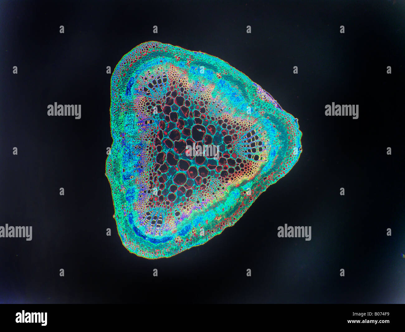 Soja-Stamm-cs Stockfoto