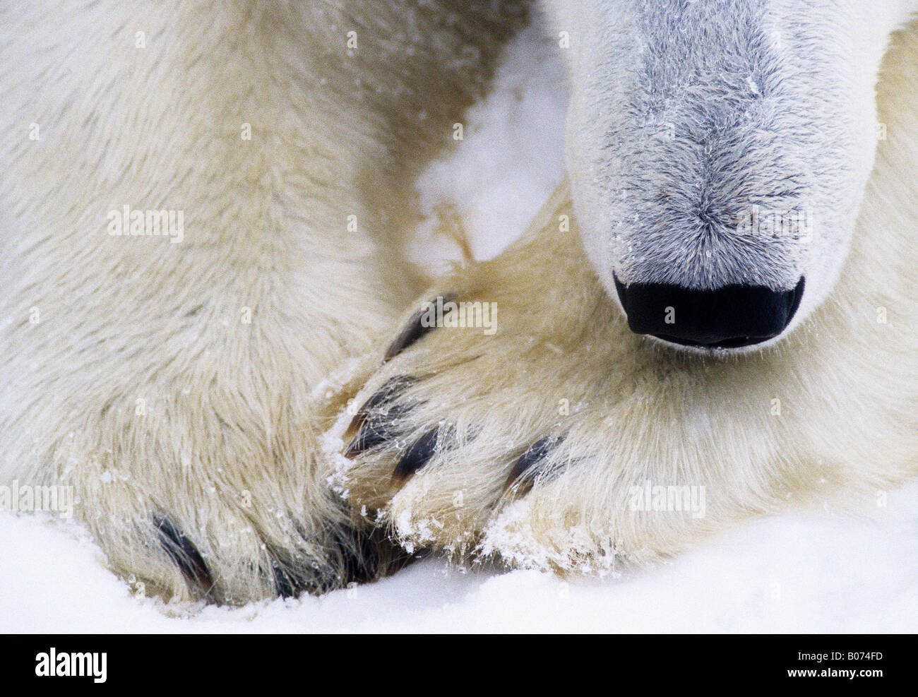 Eisbär ruht Kopf auf Pfoten Stockfoto