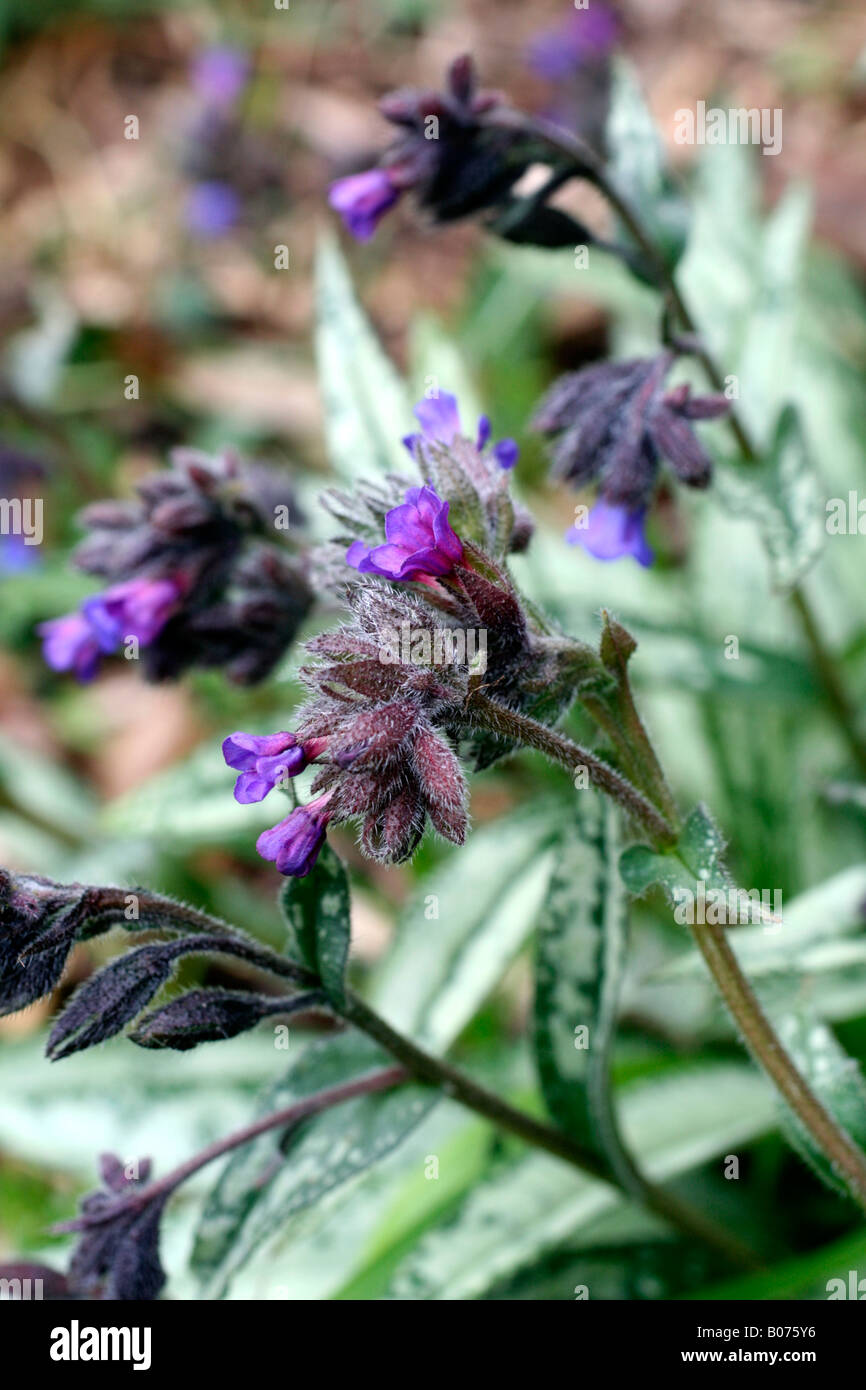 PULMONARIA LONGIFOLIA ANKUM Stockfoto