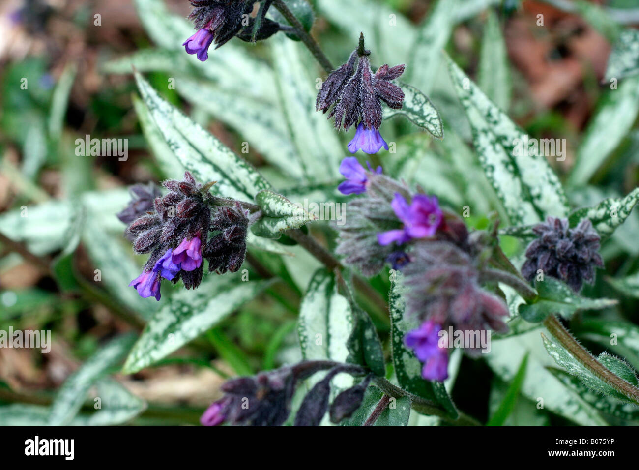 PULMONARIA LONGIFOLIA ANKUM Stockfoto